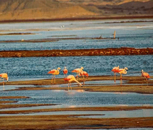 Humedal punta balcones Perú