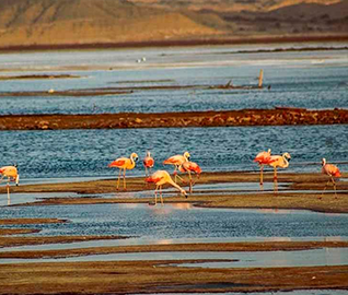 Humedal punta balcones Perú