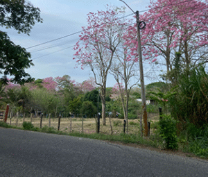 Sabana Mitrovich Colombia