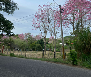 Sabana Mitrovich Colombia